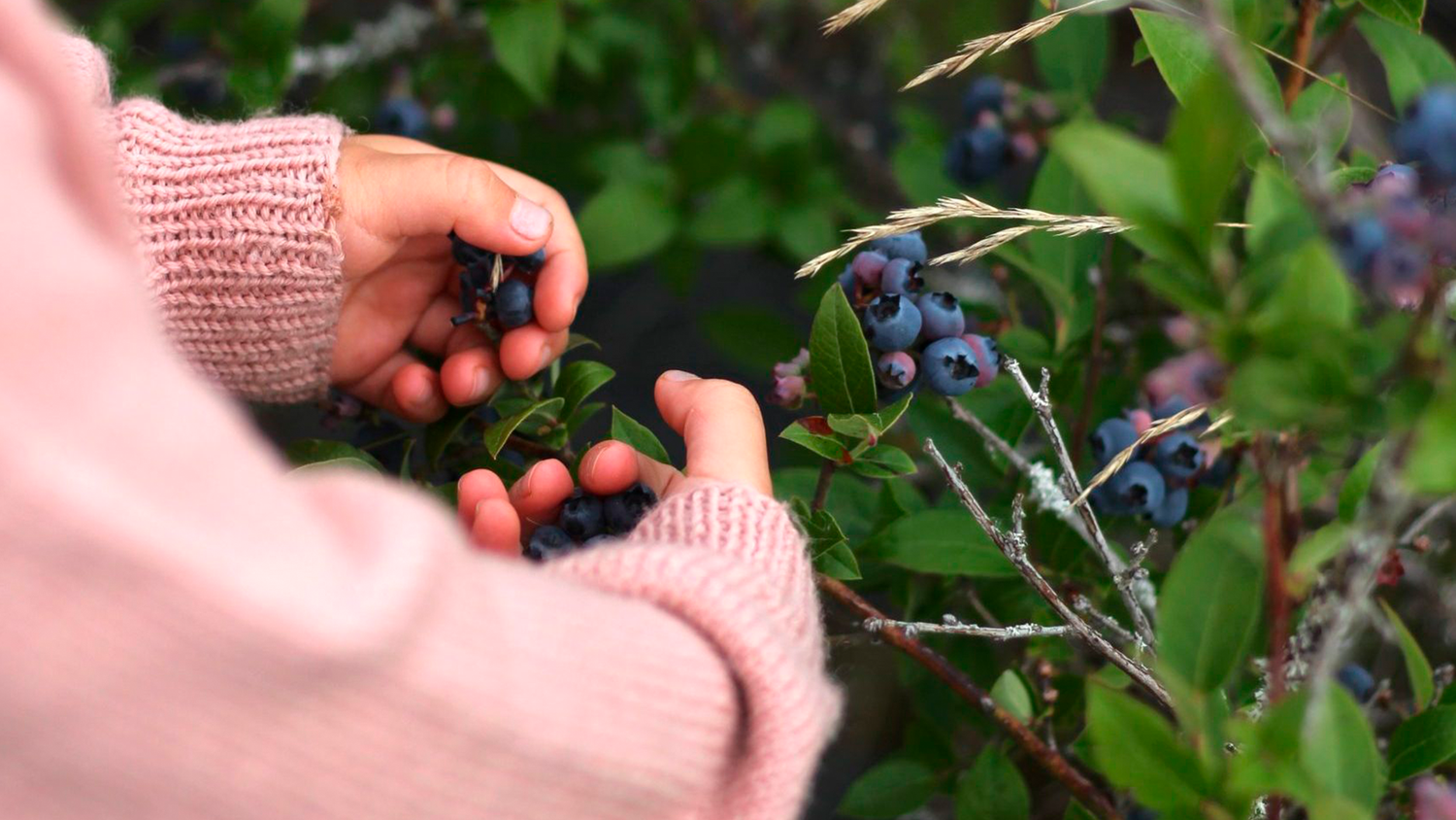 The world's cleanest and most researched food
